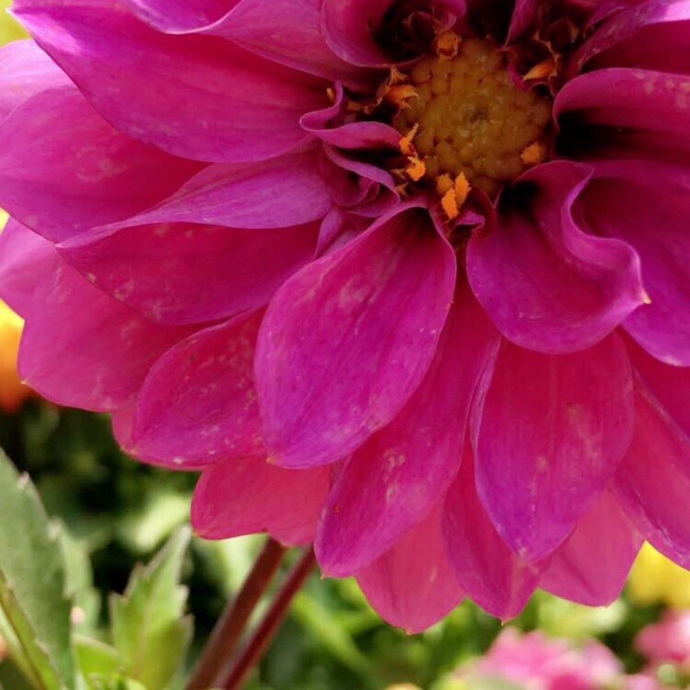 Meet your Posher, Kylie